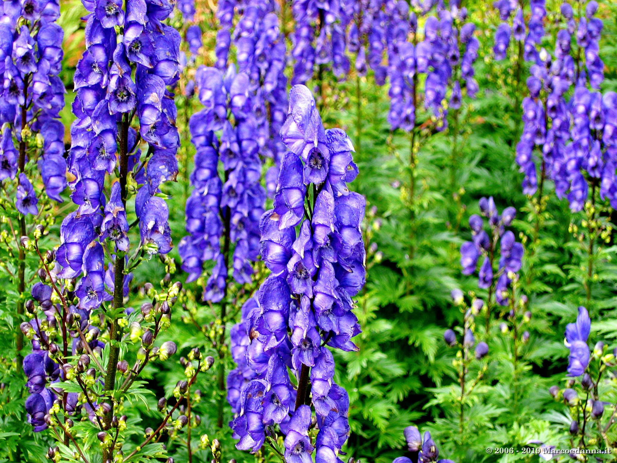 Inverewe Gardens 1