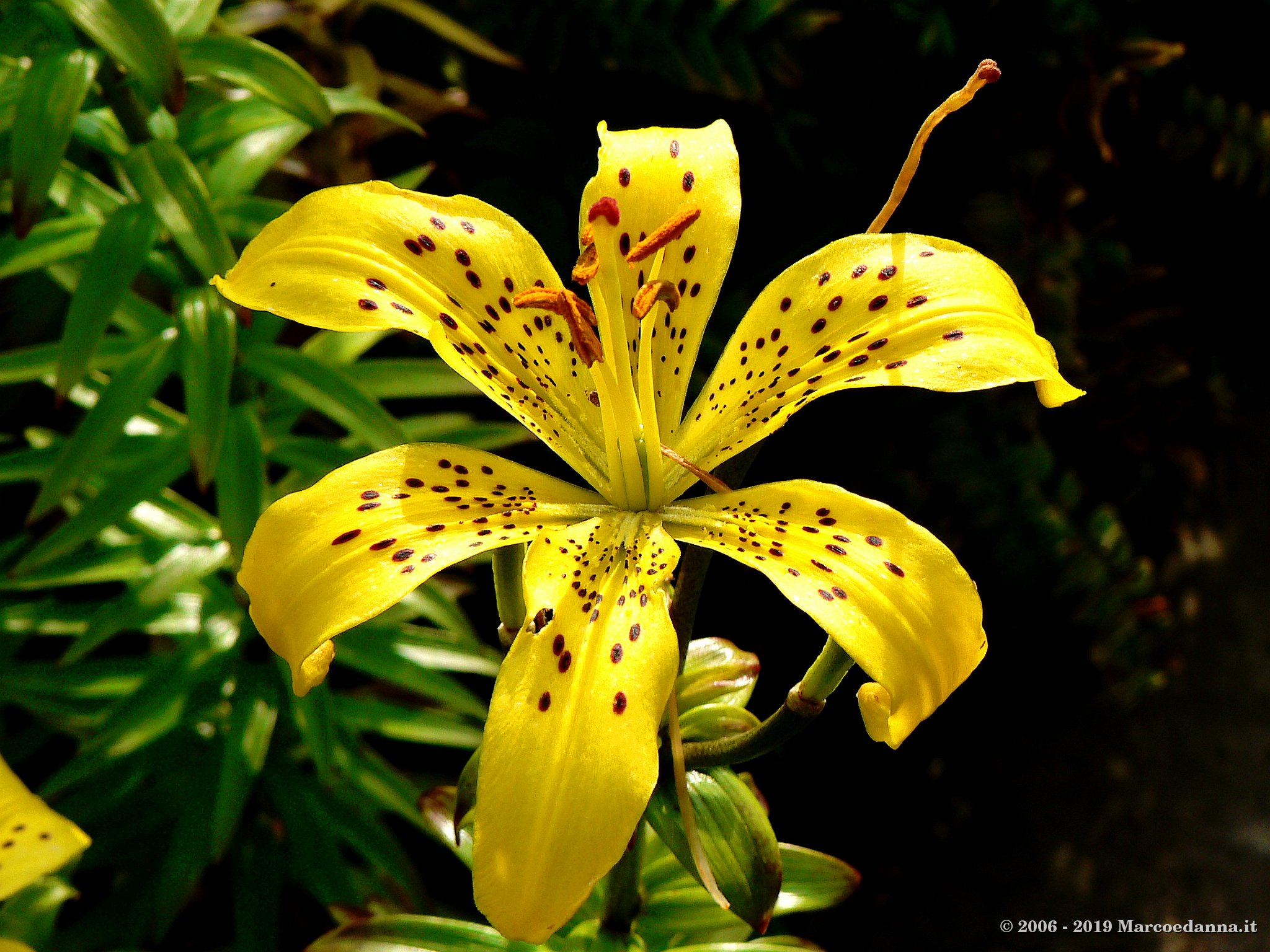Inverewe Gardens 2