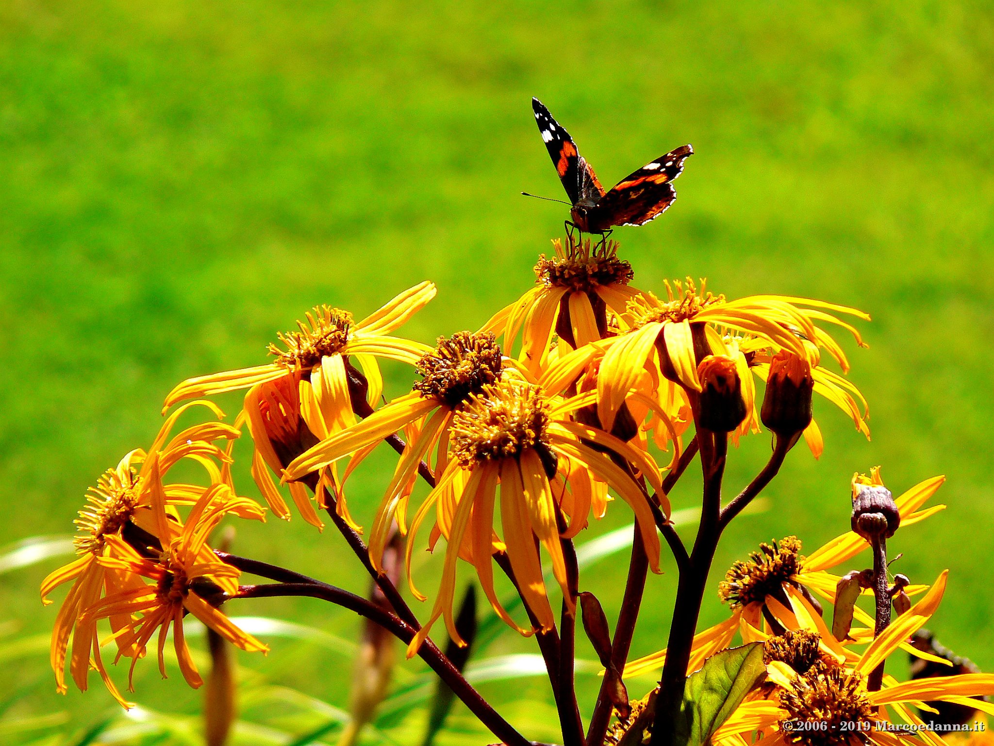 Inverewe Gardens 3