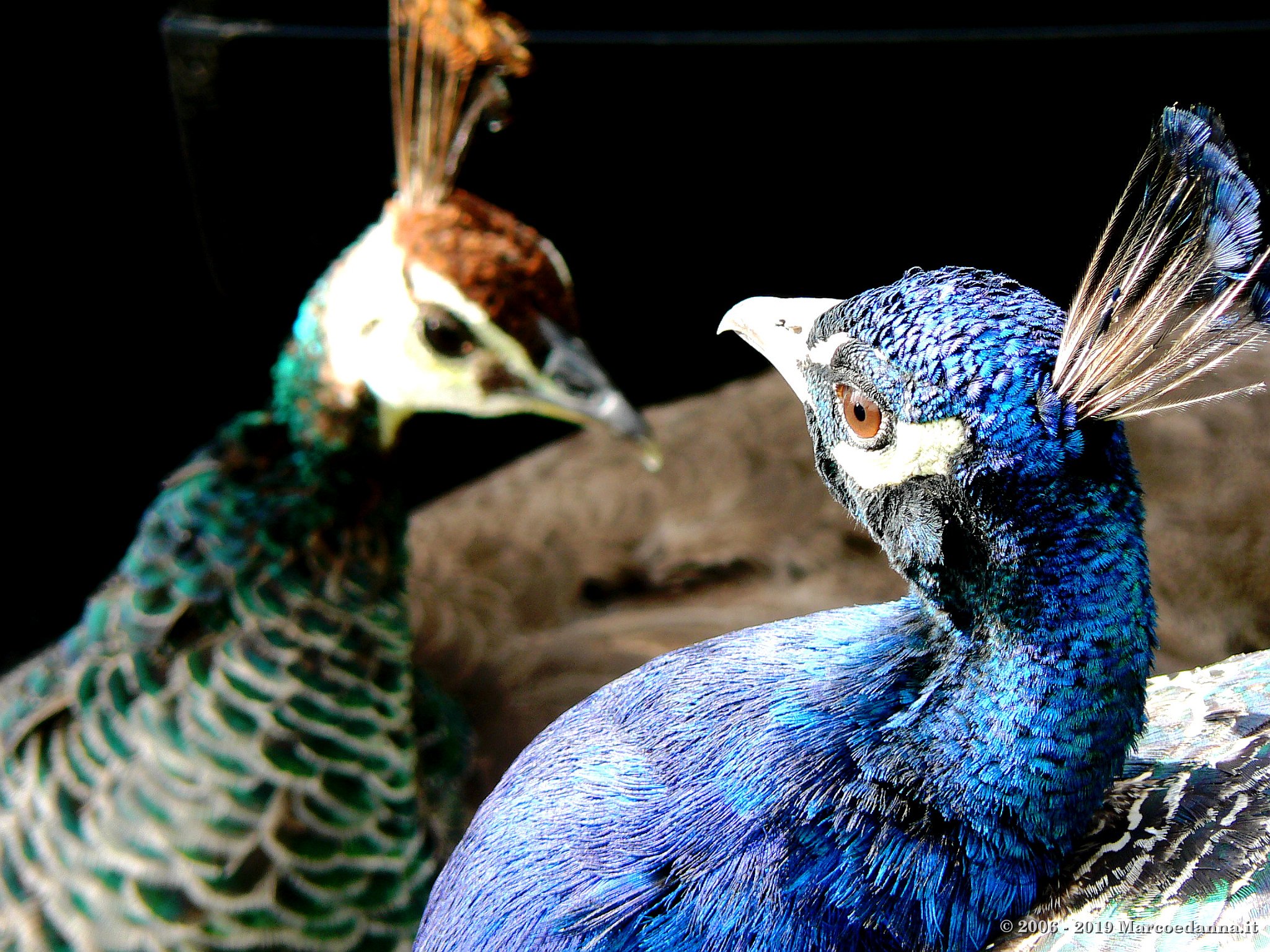 Peacocks at Scone Palace 1