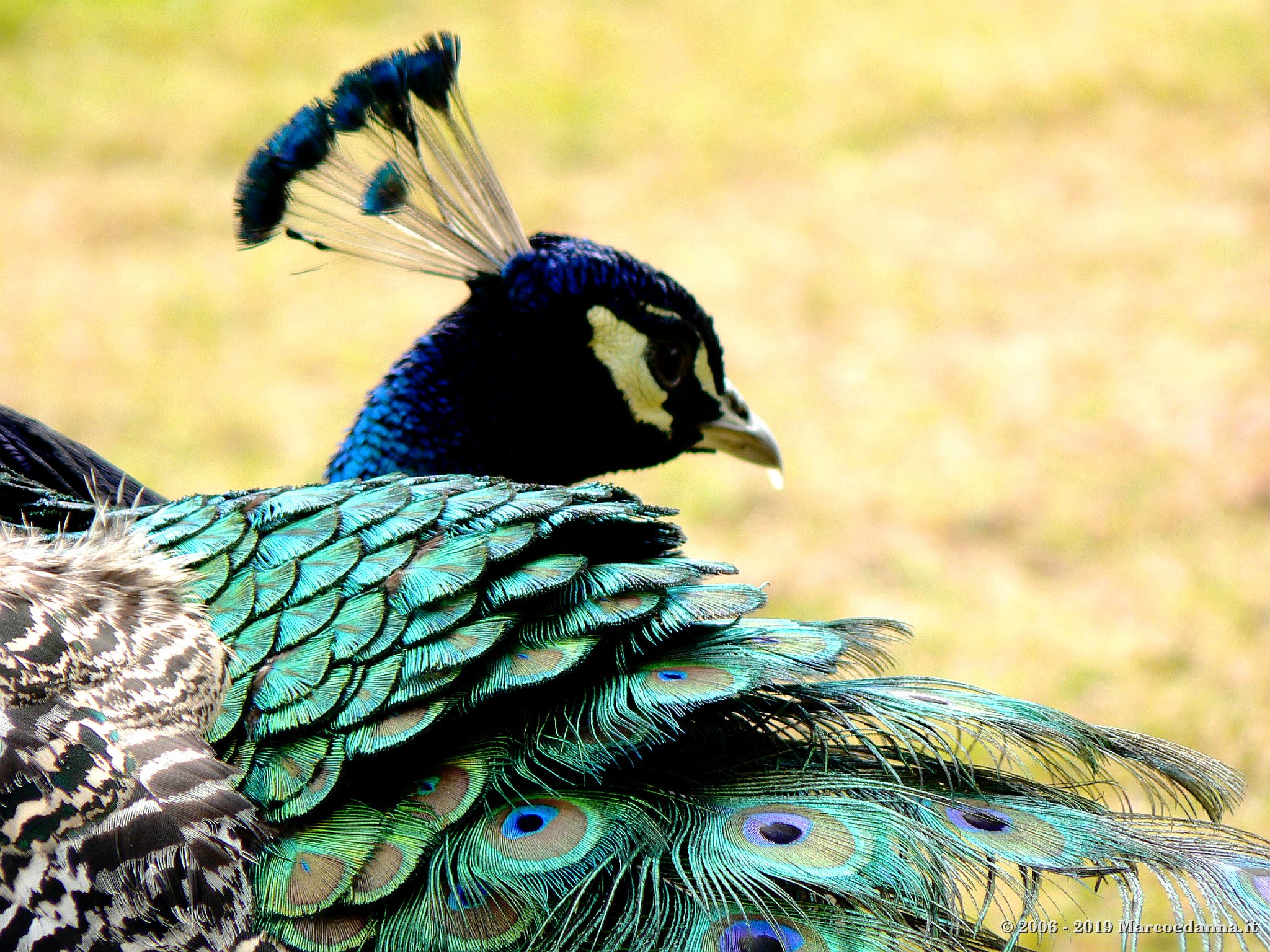 Peacocks at Scone Palace 2