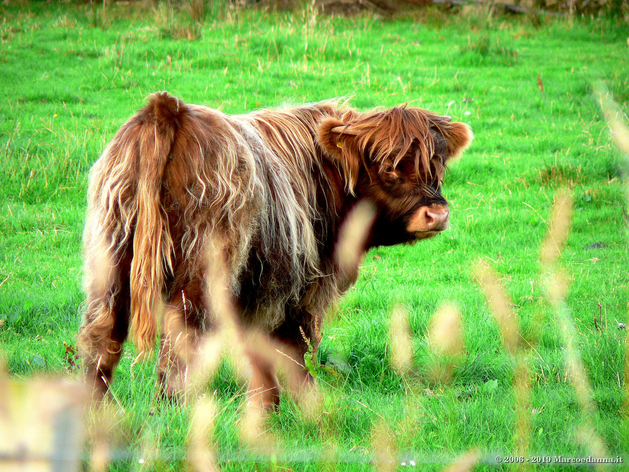 Scottish Highland Cow