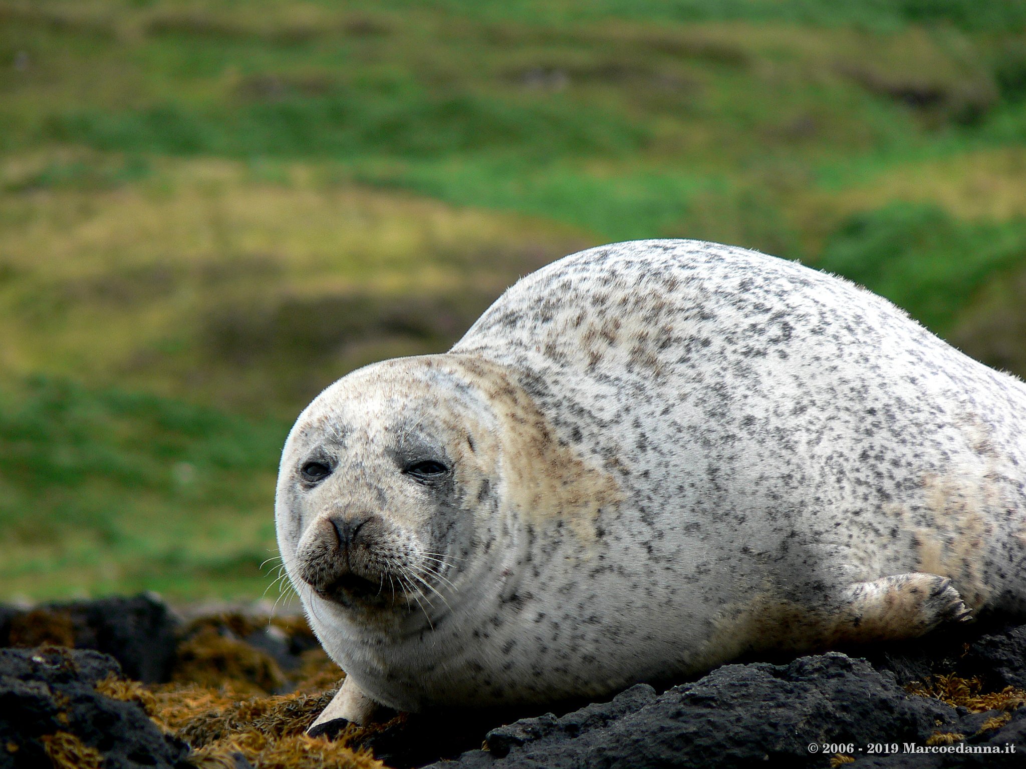 Seals at Dunvegan Castle