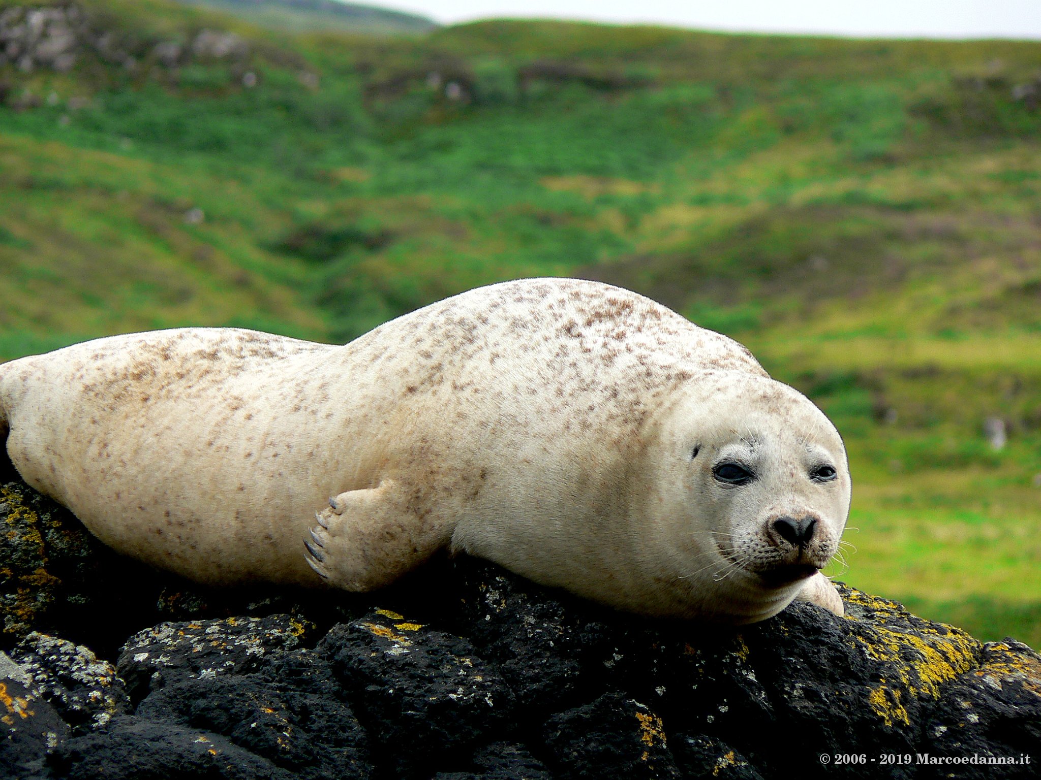 Seals at Dunvegan Castle 2